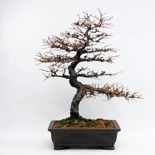 Larch Bonsai Trees