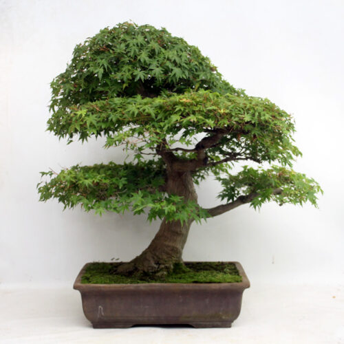 Maple Bonsai Trees