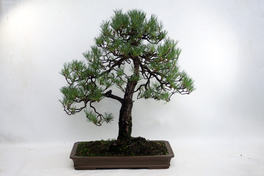 Scots Pine Bonsai Trees for sale - ALL THINGS BONSAI