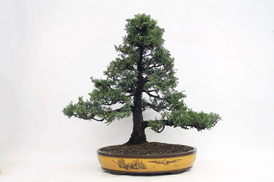 Other Juniper Bonsai Trees Archives ALL THINGS BONSAI