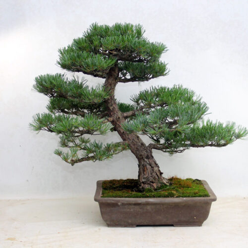 Pine Bonsai Trees