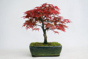 Deshojo Maple Bonsai Trees For Sale