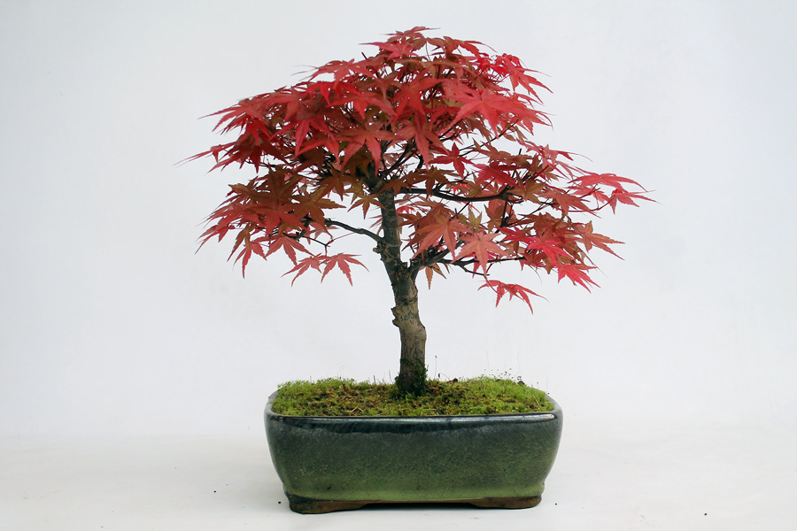 Deshojo Maple Bonsai Trees For Sale