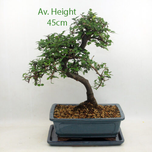 Large Chinese Elm Bonsai Tree Blue Rectangle Pot And Tray available to buy from All Things Bonsai Sheffield Yorkshire with free UK delivery