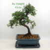Large Chinese Elm Bonsai Tree Blue Rectangle Pot And Tray available to buy from All Things Bonsai Sheffield Yorkshire with free UK delivery