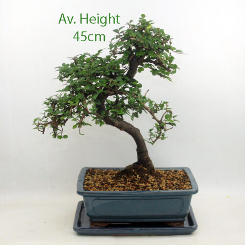 Large Chinese Elm Bonsai Tree Blue Rectangle Pot And Tray available to buy from All Things Bonsai Sheffield Yorkshire with free UK delivery