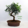 Pistachio Bonsai Tree Number 18P available to buy online from All Things Bonsai Sheffield Yorkshire with free UK delivery