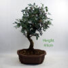Pistachio Bonsai Tree Number 75P available to buy online from All Things Bonsai Sheffield Yorkshire with free UK delivery
