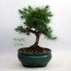 Aleppo Pine Bonsai Tree Number 152P available to buy online from All Things Bonsai Sheffield Yorkshire with free UK delivery