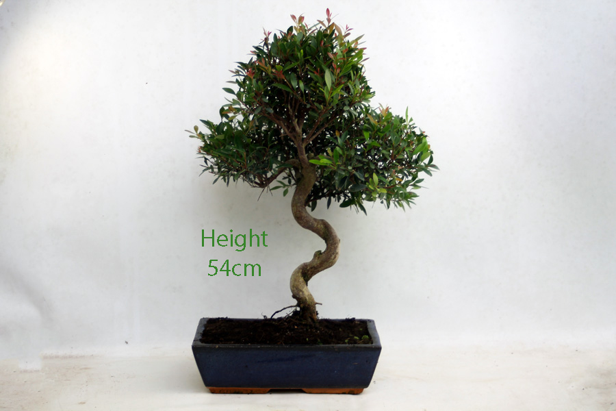 Syzygium Flowering Bonsai Tree Number 93Y available to buy online from All Things Bonsai Sheffield Yorkshire with free UK delivery