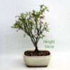 Cherry Flowering Bonsai Tree Number 19P available to buy online from All Things Bonsai Sheffield Yorkshire with free UK delivery