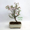 Cherry Flowering Bonsai Tree Number 140P available to buy online from All Things Bonsai Sheffield Yorkshire with free UK delivery