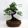 Cotoneaster Flowering Bonsai Tree Number 98P available to buy online from All Things Bonsai Sheffield Yorkshire with free UK delivery