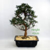 Azalea Flowering Bonsai Tree Hanabin Number 123P available to buy online from All Things Bonsai Sheffield Yorkshire with free UK delivery