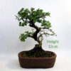 Cotoneaster Flowering Bonsai Tree Number 86P available to buy online from All Things Bonsai Sheffield Yorkshire with free UK delivery