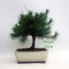 Aleppo Pine Bonsai Tree Number 105P available to buy online from All Things Bonsai Sheffield Yorkshire with free UK delivery