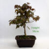 Trident Maple Bonsai Tree Number 31P available to buy online from All Things Bonsai Sheffield Yorkshire with free UK delivery