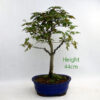 Trident Maple Bonsai Tree Number 22P available to buy online from All Things Bonsai Sheffield Yorkshire with free UK delivery