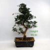 Azalea Flowering Bonsai Tree Hanabin Number 64Y available to buy online from All Things Bonsai Sheffield Yorkshire with free UK delivery