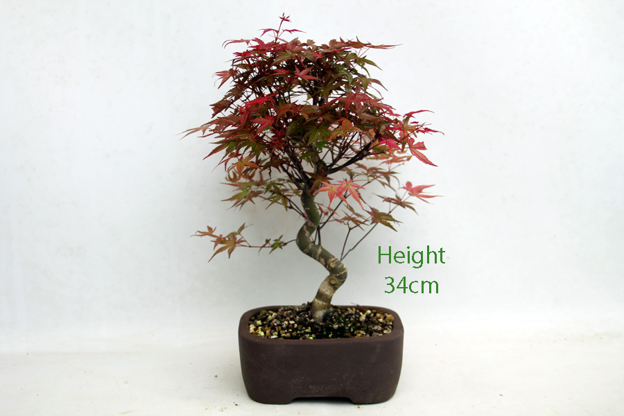 Acer Palmatum Deshojo Japanese Maple Bonsai Tree Number 172P available to buy online from All Things Bonsai Sheffield Yorkshire with free UK delivery