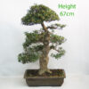 Azalea Flowering Bonsai Tree Number 13P