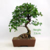 Cotoneaster Flowering Bonsai Tree Number 92Y available to buy online from All Things Bonsai Sheffield Yorkshire with free UK delivery