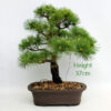 Japanese White Pine Bonsai Tree Number 63P available to buy online from All Things Bonsai Sheffield Yorkshire with free UK delivery