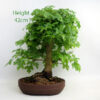 Field Maple Bonsai Tree Number 12Y available to buy online from All Things Bonsai Sheffield Yorkshire with free UK delivery