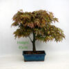 Acer Palmatum Beni Tsukasa Japanese Maple Bonsai Tree Number 31P available to buy online from All Things Bonsai Sheffield Yorkshire with free UK delivery