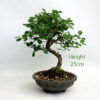 Cotoneaster Flowering Bonsai Tree Number 85 available to buy online from All Things Bonsai Sheffield Yorkshire with free UK delivery
