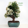 Pyracantha Flowering Bonsai Tree Number 63P available to buy online from All Things Bonsai Sheffield Yorkshire with free UK delivery
