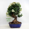 Pyracantha Flowering Bonsai Tree Number 57P available to buy online from All Things Bonsai Sheffield Yorkshire with free UK delivery