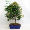 Pyracantha Flowering Bonsai Tree Number 24P available to buy online from All Things Bonsai Sheffield Yorkshire with free UK delivery
