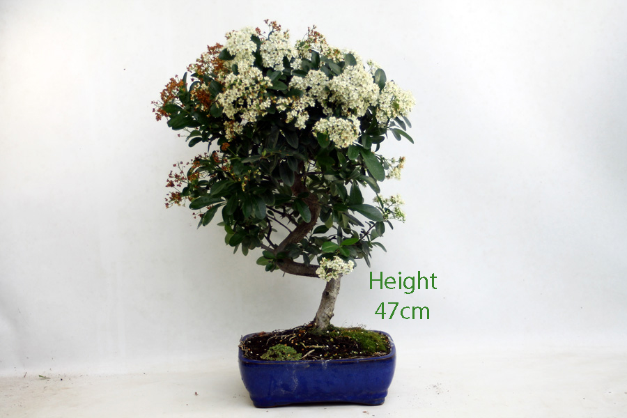 Pyracantha Flowering Bonsai Tree Number 105P available to buy online from All Things Bonsai Sheffield Yorkshire with free UK delivery