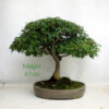 Acer Palmatum Kiyohime Japanese Maple Bonsai Tree Number 334P