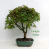 Acer Palmatum Japanese Maple Bonsai Tree Number 138P available to buy online from All Things Bonsai Sheffield Yorkshire with free UK delivery