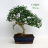 Mediterranean Ash Bonsai Tree number 63P available to buy online from All Things Bonsai Sheffield Yorkshire with free UK delivery