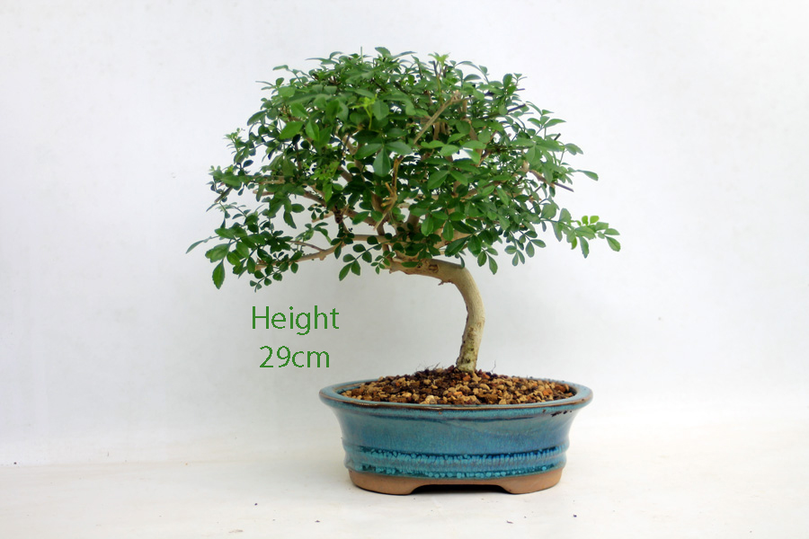 Mediterranean Ash Bonsai Tree number 82Y available to buy online from All Things Bonsai Sheffield Yorkshire with free UK delivery