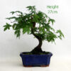 Acer Palmatum Japanese Maple Bonsai Tree Number 82Y available to buy online from All Things Bonsai Sheffield Yorkshire with free UK delivery