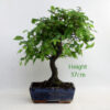 Zelkova Serrata Japanese Elm Bonsai Tree Number 63Y available to buy online from All Things Bonsai Sheffield Yorkshire with free UK delivery