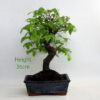 Zelkova Serrata Japanese Elm Bonsai Tree Number 12Y available to buy online from All Things Bonsai Sheffield Yorkshire with free UK delivery