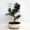 Yew Taxus Bonsai Tree Number 103Y available to buy online from All Things Bonsai Sheffield Yorkshire with free UK delivery