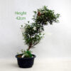Azalea Flowering Bonsai Tree Kotaro Number 103Y available to buy online from All Things Bonsai Sheffield Yorkshire with free UK delivery