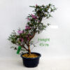 Azalea Flowering Bonsai Tree Nagish No Kaori Number 93Y available to buy online from All Things Bonsai Sheffield Yorkshire with free UK delivery