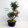 Azalea Flowering Bonsai Tree Kotaro Number 93Y available to buy online from All Things Bonsai Sheffield Yorkshire with free UK delivery