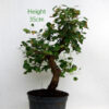 Trident Maple Bonsai Tree Part Trained Number 55Y available to buy online from All Things Bonsai Sheffield Yorkshire with free UK delivery