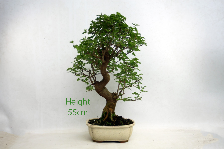 Mulberry Bonsai Tree Number 61Y available to buy online from All Things Bonsai Sheffield Yorkshire with free UK delivery