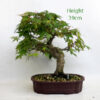 Acer Palmatum Japanese Maple Bonsai Tree Number 139P available to buy online from All Things Bonsai Sheffield Yorkshire with free UK delivery