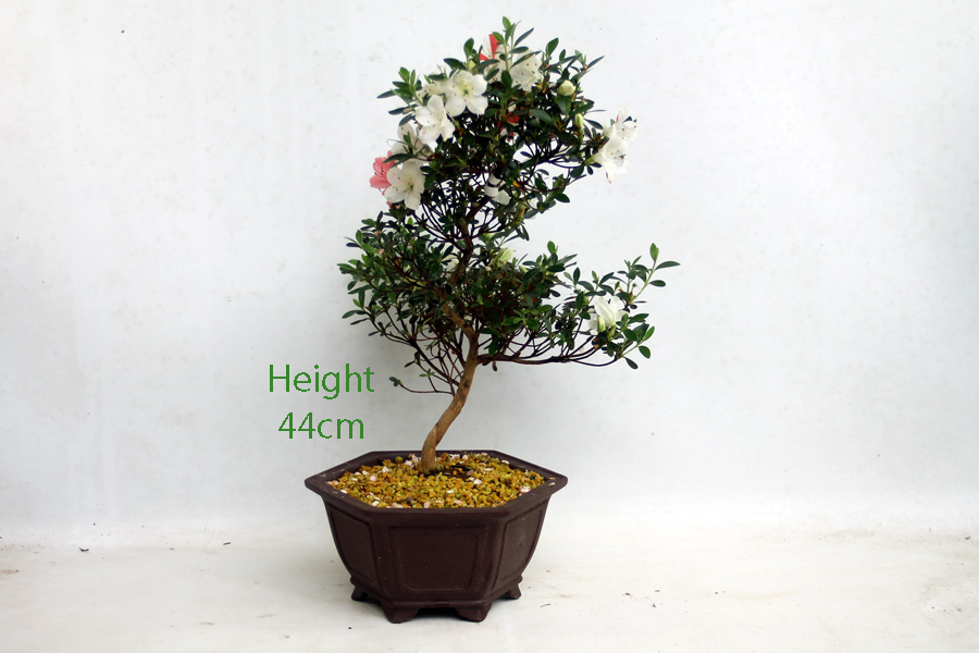 Azalea Flowering Bonsai Tree Kotaro Number 92Y available to buy online from All Things Bonsai Sheffield Yorkshire with free UK delivery