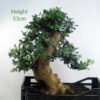 Olive Bonsai Tree Part Trained Number 25P available to buy online from All Things Bonsai Sheffield Yorkshire UK